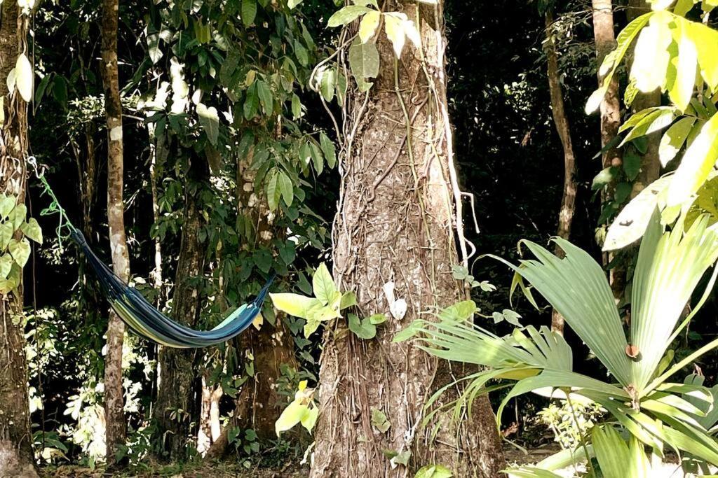 An Abundance Of Wildlife At Jungle Glory Home Abajo Manuel Antonio Exterior foto