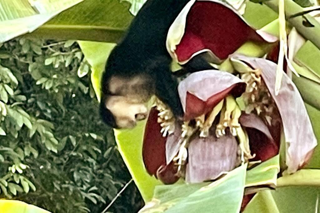 An Abundance Of Wildlife At Jungle Glory Home Abajo Manuel Antonio Exterior foto