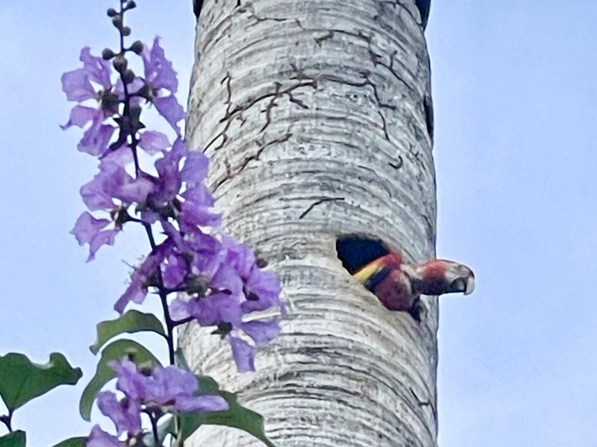An Abundance Of Wildlife At Jungle Glory Home Abajo Manuel Antonio Exterior foto