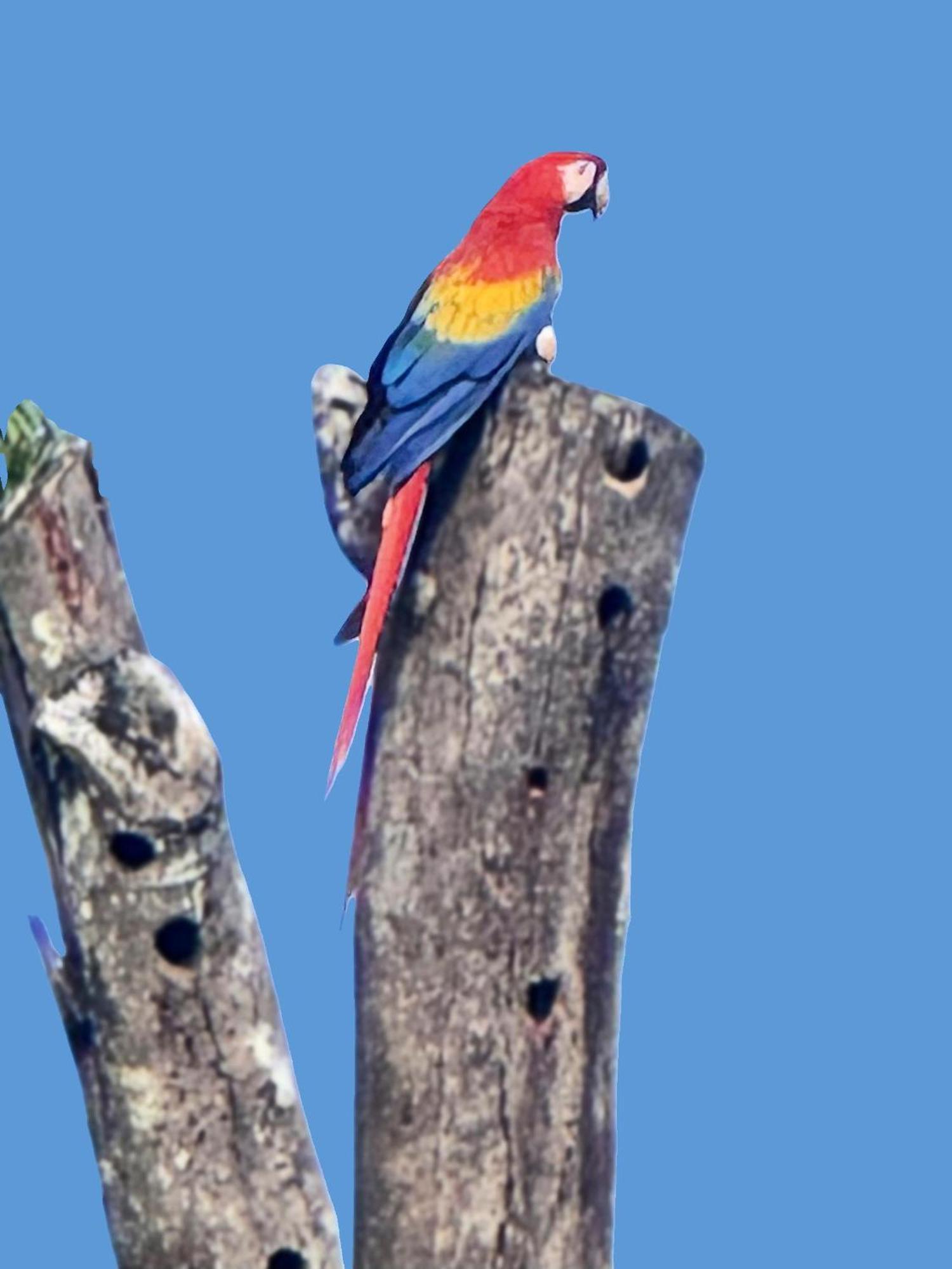 An Abundance Of Wildlife At Jungle Glory Home Abajo Manuel Antonio Exterior foto
