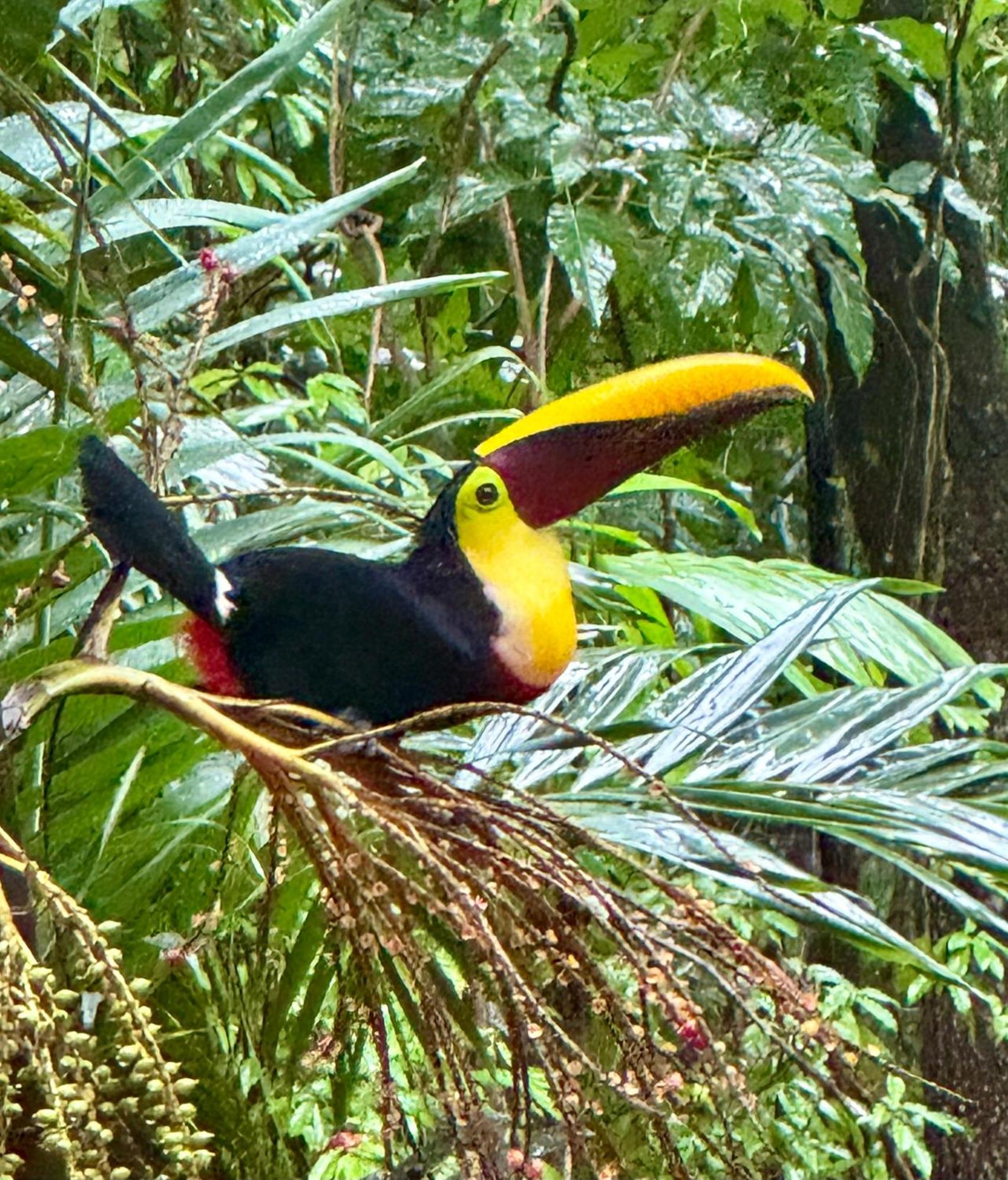 An Abundance Of Wildlife At Jungle Glory Home Abajo Manuel Antonio Exterior foto